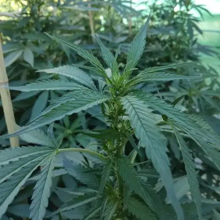 Delicious seeds ER/SP/BB/G