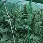 Delicious seeds ER/SP/BB/G