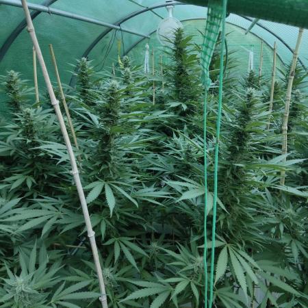 Delicious seeds ER/SP/BB/G