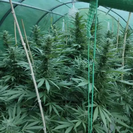 Delicious seeds ER/SP/BB/G