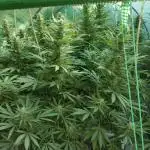 Delicious seeds ER/SP/BB/G