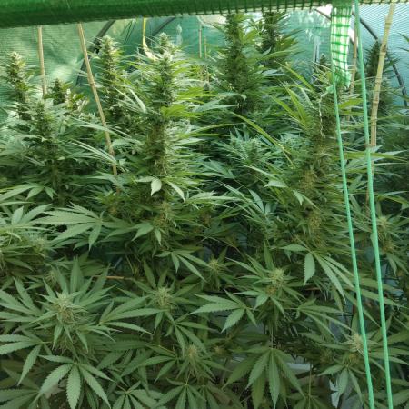 Delicious seeds ER/SP/BB/G