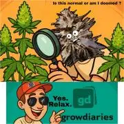 Delicious seeds ER/SP/BB/G