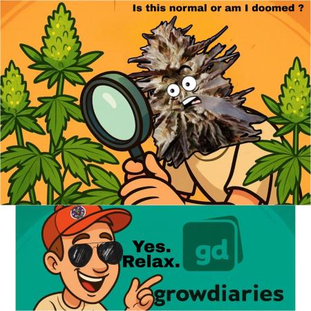 Delicious seeds ER/SP/BB/G