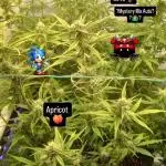 My First 42FastBuds Auto Grow