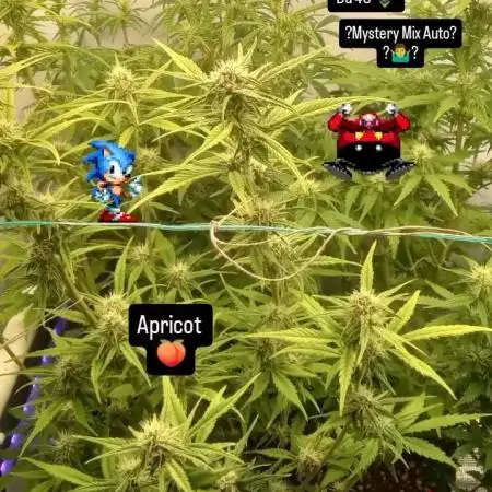 My First 42FastBuds Auto Grow