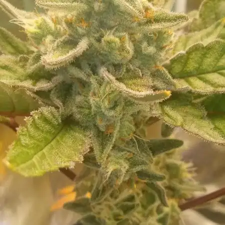 Chimera x ( Guava Dawg x Banana Sherbet)