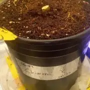 Chimera x ( Guava Dawg x Banana Sherbet)