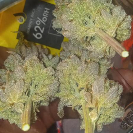 Chimera x ( Guava Dawg x Banana Sherbet)