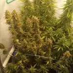 My First 42FastBuds Auto Grow