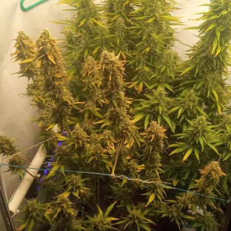 My First 42FastBuds Auto Grow