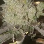 Chimera x ( Guava Dawg x Banana Sherbet)