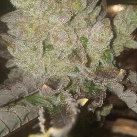 Chimera x ( Guava Dawg x Banana Sherbet)