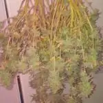 Chimera x ( Guava Dawg x Banana Sherbet)