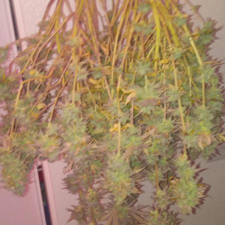 Chimera x ( Guava Dawg x Banana Sherbet)