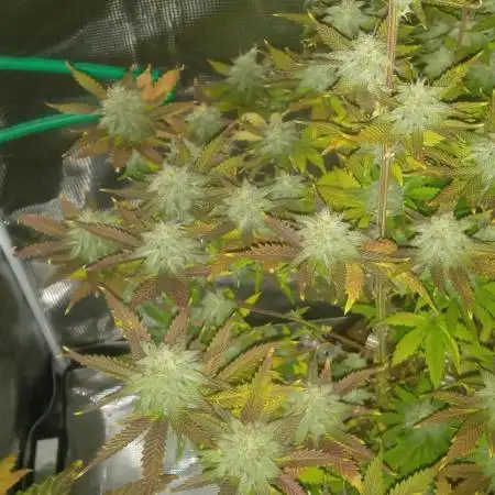 Chimera x ( Guava Dawg x Banana Sherbet)