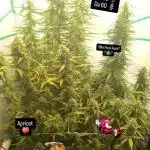 My First 42FastBuds Auto Grow