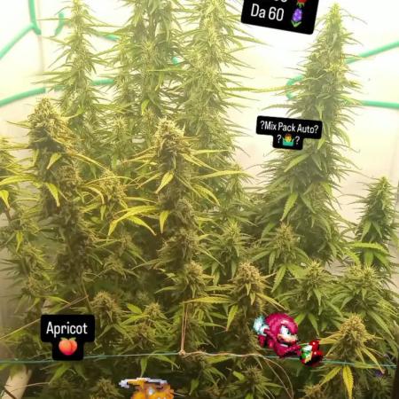 My First 42FastBuds Auto Grow