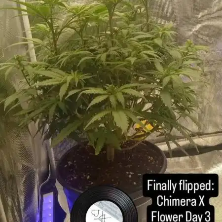 Chimera x ( Guava Dawg x Banana Sherbet)
