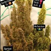 My First 42FastBuds Auto Grow