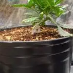 Chimera x ( Guava Dawg x Banana Sherbet)