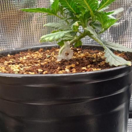 Chimera x ( Guava Dawg x Banana Sherbet)