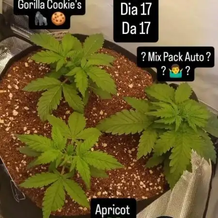 My First 42FastBuds Auto Grow
