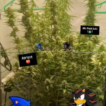 My First 42FastBuds Auto Grow