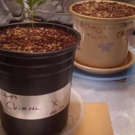 Chimera x ( Guava Dawg x Banana Sherbet)