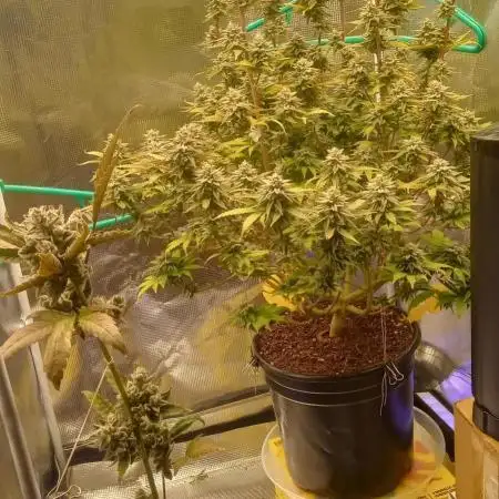 Chimera x ( Guava Dawg x Banana Sherbet)