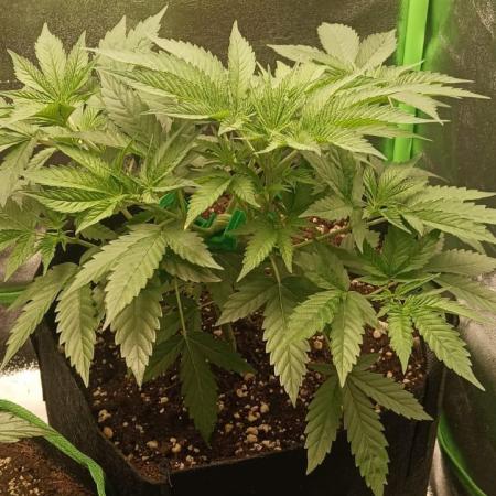 AK-47 Auto + Gelato #41 Fem