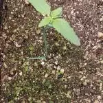 AK-47 Auto + Gelato #41 Fem