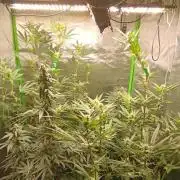 AK-47 Auto + Gelato #41 Fem