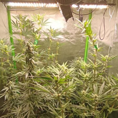 AK-47 Auto + Gelato #41 Fem