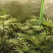 AK-47 Auto + Gelato #41 Fem