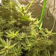 AK-47 Auto + Gelato #41 Fem