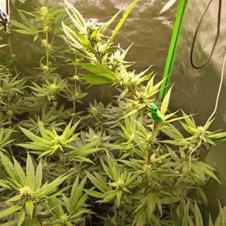 AK-47 Auto + Gelato #41 Fem