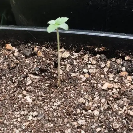 AK-47 Auto + Gelato #41 Fem