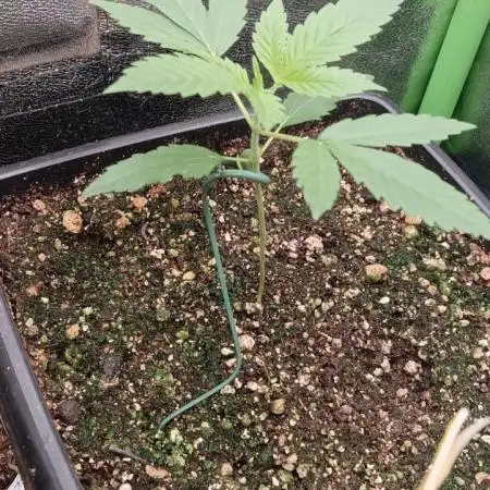 AK-47 Auto + Gelato #41 Fem