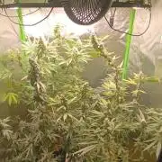 AK-47 Auto + Gelato #41 Fem