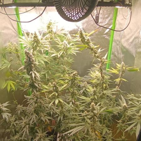 AK-47 Auto + Gelato #41 Fem