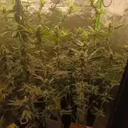 AK-47 Auto + Gelato #41 Fem