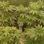 AK-47 Auto + Gelato #41 Fem