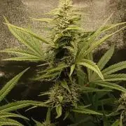 AK-47 Auto + Gelato #41 Fem