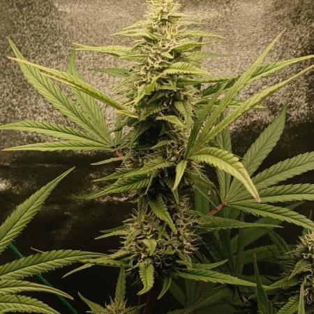 AK-47 Auto + Gelato #41 Fem