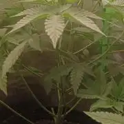 Aliento de dragón - Black Tuna Seeds