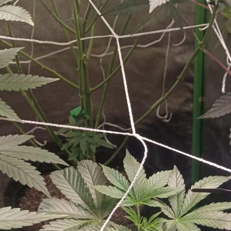 Aliento de dragón - Black Tuna Seeds