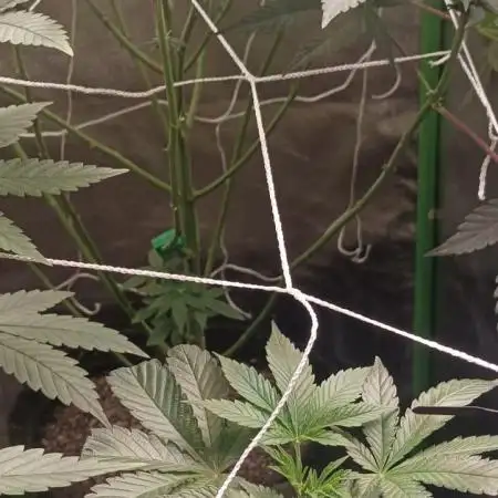 Aliento de dragón - Black Tuna Seeds