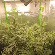 AK-47 Auto + Gelato #41 Fem