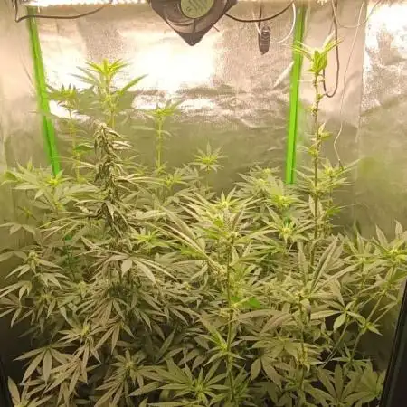 AK-47 Auto + Gelato #41 Fem